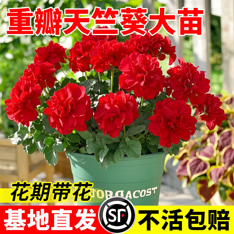 重瓣天竺葵盆栽花苗大花四季开花不断洋绣球苗室内阳台好养的花卉