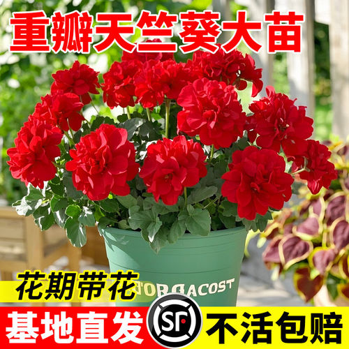 重瓣天竺葵盆栽花苗大花四季开花不断洋绣球苗室内阳台好养的花卉