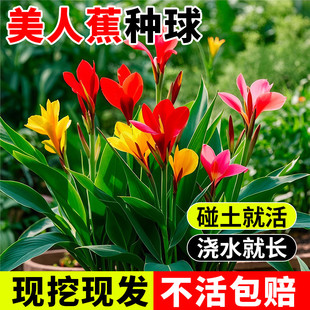 美人蕉种球多年生带芽球根四季易养花卉盆栽室外庭院地栽植物花苗