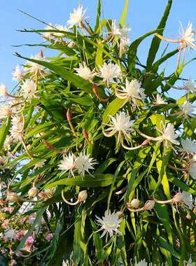 小叶昙花盆栽带花苞鲜花花卉植物阳台室内花苗好养活四季耐阴绿植
