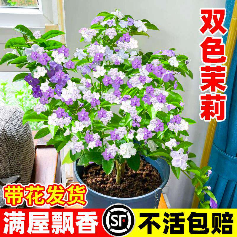 双色茉莉花盆栽老桩棒棒糖独杆大苗香室内外阳台庭院鸳鸯茉莉花苗