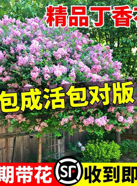 丁香花树苗四季花卉耐寒庭院地栽盆栽欧洲紫白色丛生浓香别墅大树