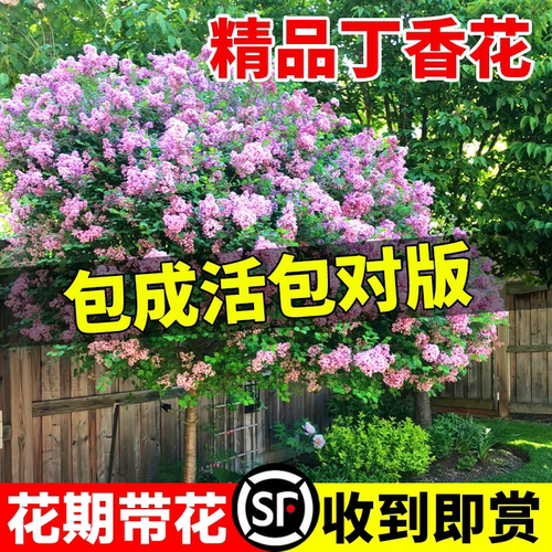 丁香花树苗四季花卉耐寒庭院地栽盆栽欧洲紫白色丛生浓香别墅大树
