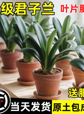 微短叶君子兰盆栽含盆高档名贵长春鸿运当头元宝君子兰大宽叶圆头