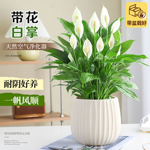 特级白掌盆栽一帆风顺绿植耐阴植物四季办公室内桌面好养易活花卉