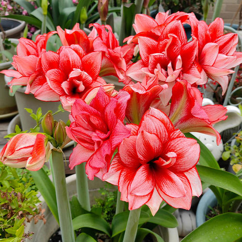 鬼魅朱顶红荷兰进口重瓣朱顶红种球精灵地栽球根观花植物盆栽花卉