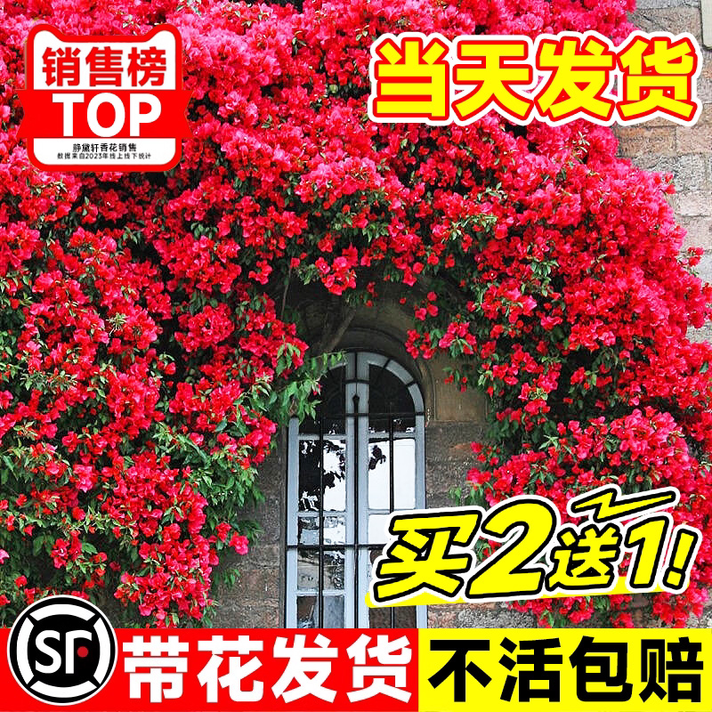 红木香花苗爬藤植物四季无刺开花卉庭院大树苗耐寒爬墙黄木香老桩