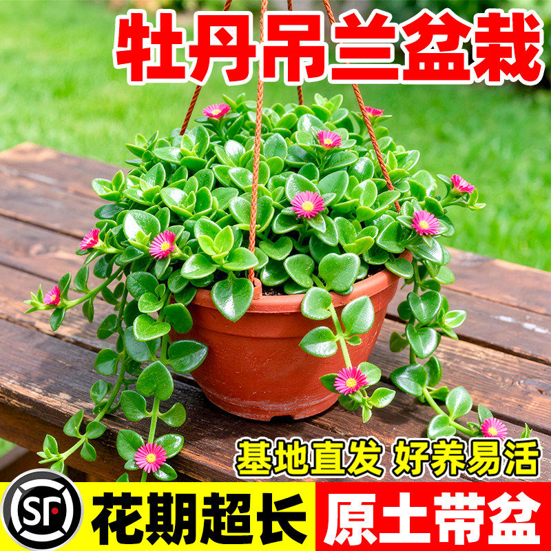 牡丹吊兰盆栽带花苞垂吊植物室内阳台四季常青净化空气多年生花卉