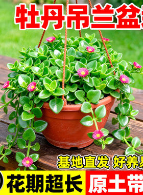 牡丹吊兰盆栽带花苞垂吊植物室内阳台四季常青净化空气多年生花卉