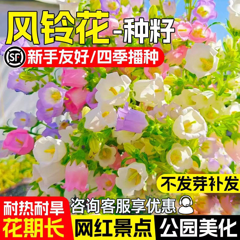 风铃花种子四季播种开花易活花籽盆栽花卉室外阳台庭院花种籽子孑