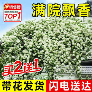 黄木香花苗爬藤植物花卉重瓣白木香树苗蔷薇阳台庭院四季开花盆栽