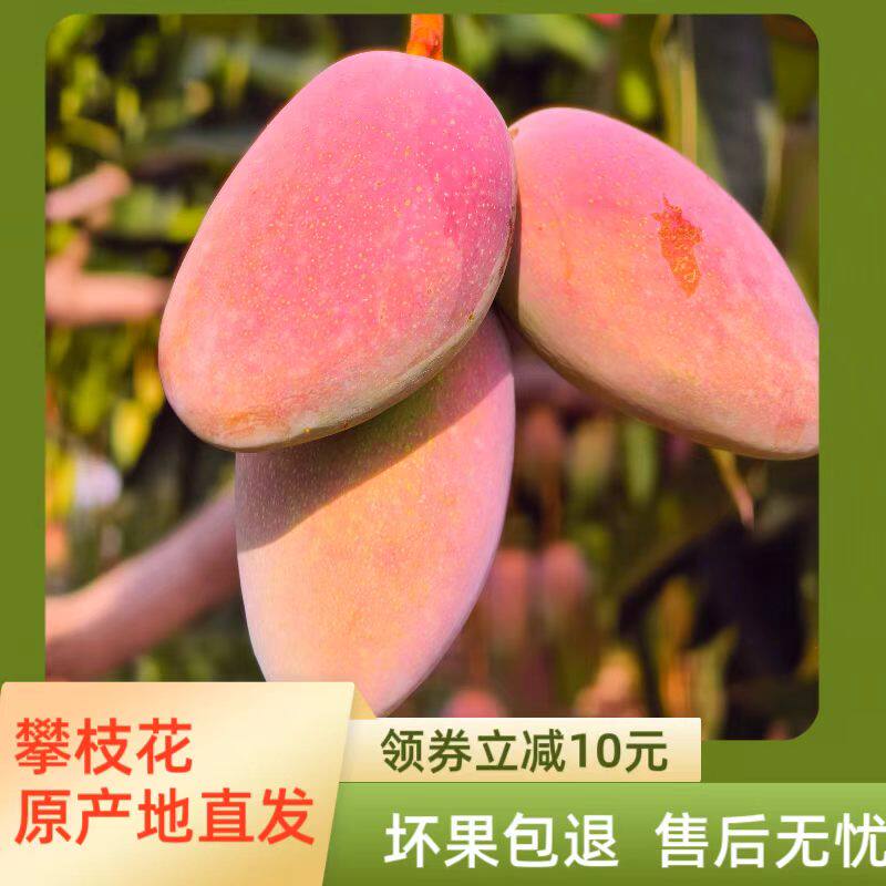  高原阳光攀枝花贵妃芒果迷你小果皮薄多汁新鲜采摘产地直发