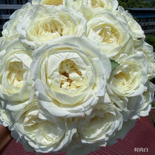 时尚白Chic-White!荷兰2026超新品月季花苗盆栽灌木纯白大花果香