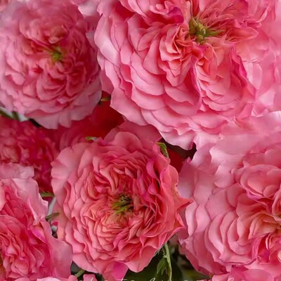 一物一拍月季花苗大苗