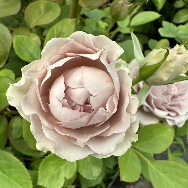 铃兰家 | 银矿 Silvermine 银粉色德国月季花苗盆栽灌木花卉