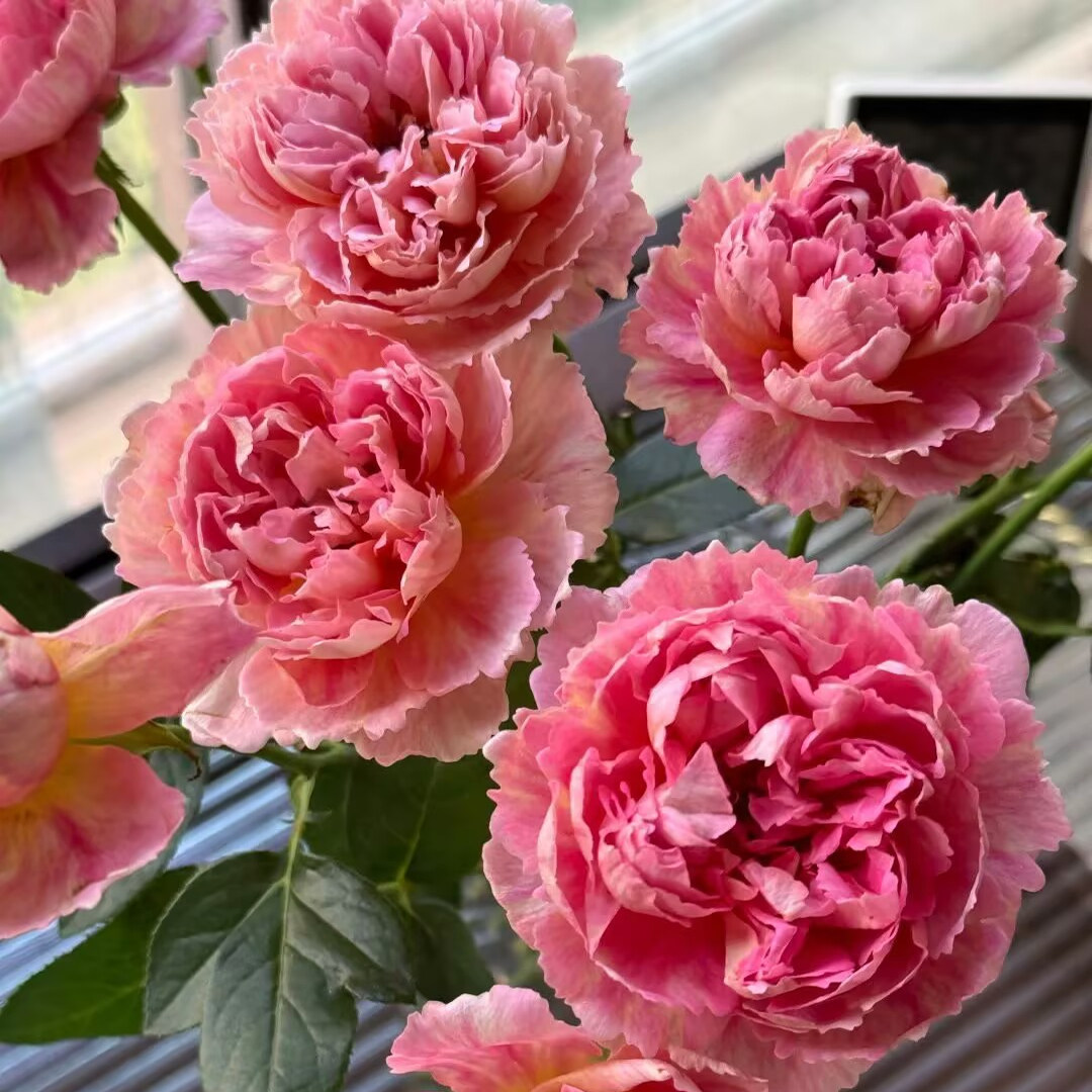 织锦羞颜月季花苗盆栽