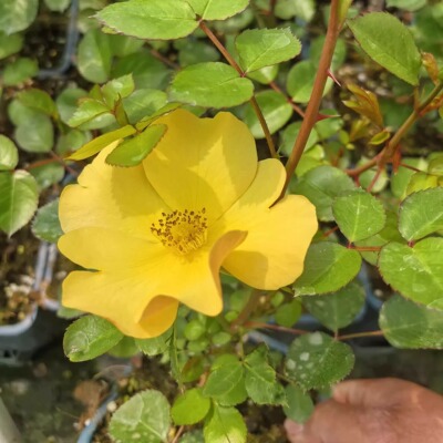 风姿花纭山吹日本月季花苗盆栽