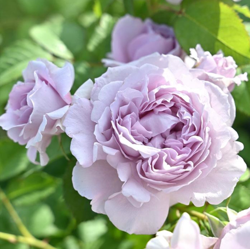 雷米尔天使Ramiel河本月季花苗