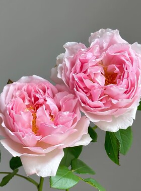 铃兰家 | 绝代艳后 戴尔巴德多季浓香大花庭院盆栽月季花苗灌木