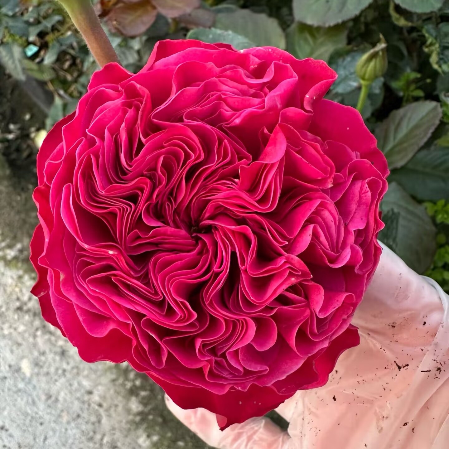 粉色动人Pink'npretty月季花苗