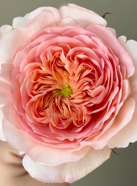 新菲比 Pheobe大卫奥斯汀2026超新品月季花苗婚礼玫瑰灌木强香