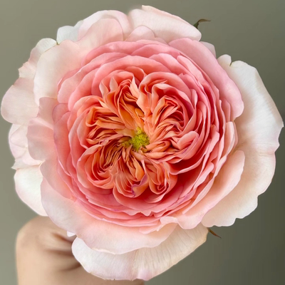 新菲比Pheobe大卫奥斯汀月季花苗