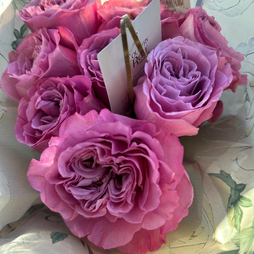 女王皇冠queen'scrown玫瑰花苗