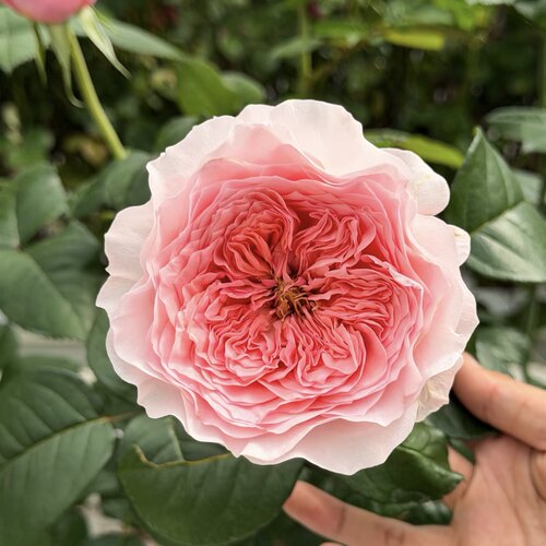 梅菲尔德Mayfield月季花苗盆栽