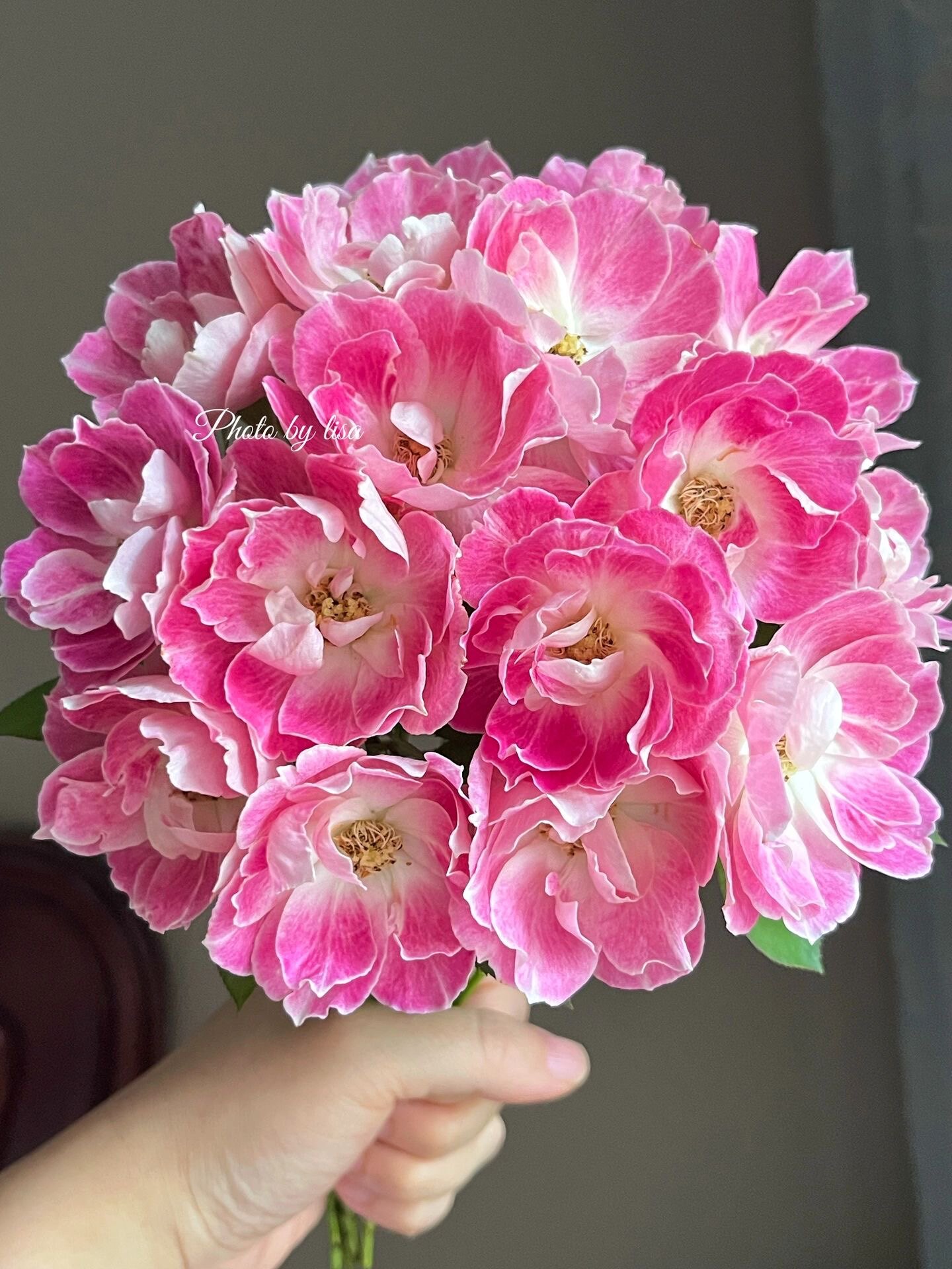 铃兰家 | 花梨 日本超新品花园木本玫瑰花苗盆栽阳台月季花卉中香