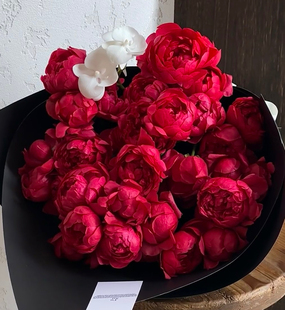 铃兰家 |  石榴汁 日本2023超新品最像芍药的多头月季花苗灌木