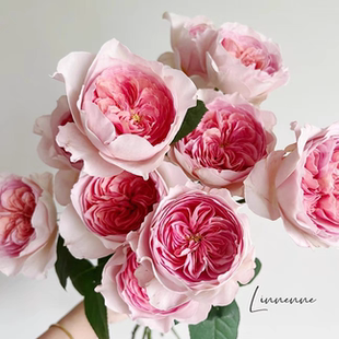 大花奥斯汀花型月季 Vivian 花苗盆栽灌木粉色 薇薇安 铃兰家