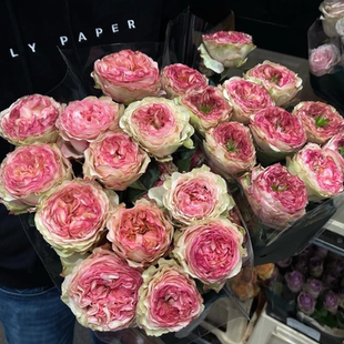 铃兰家 | 迷人的科尔奈 Charming Corneille2026厄瓜多尔月季花苗