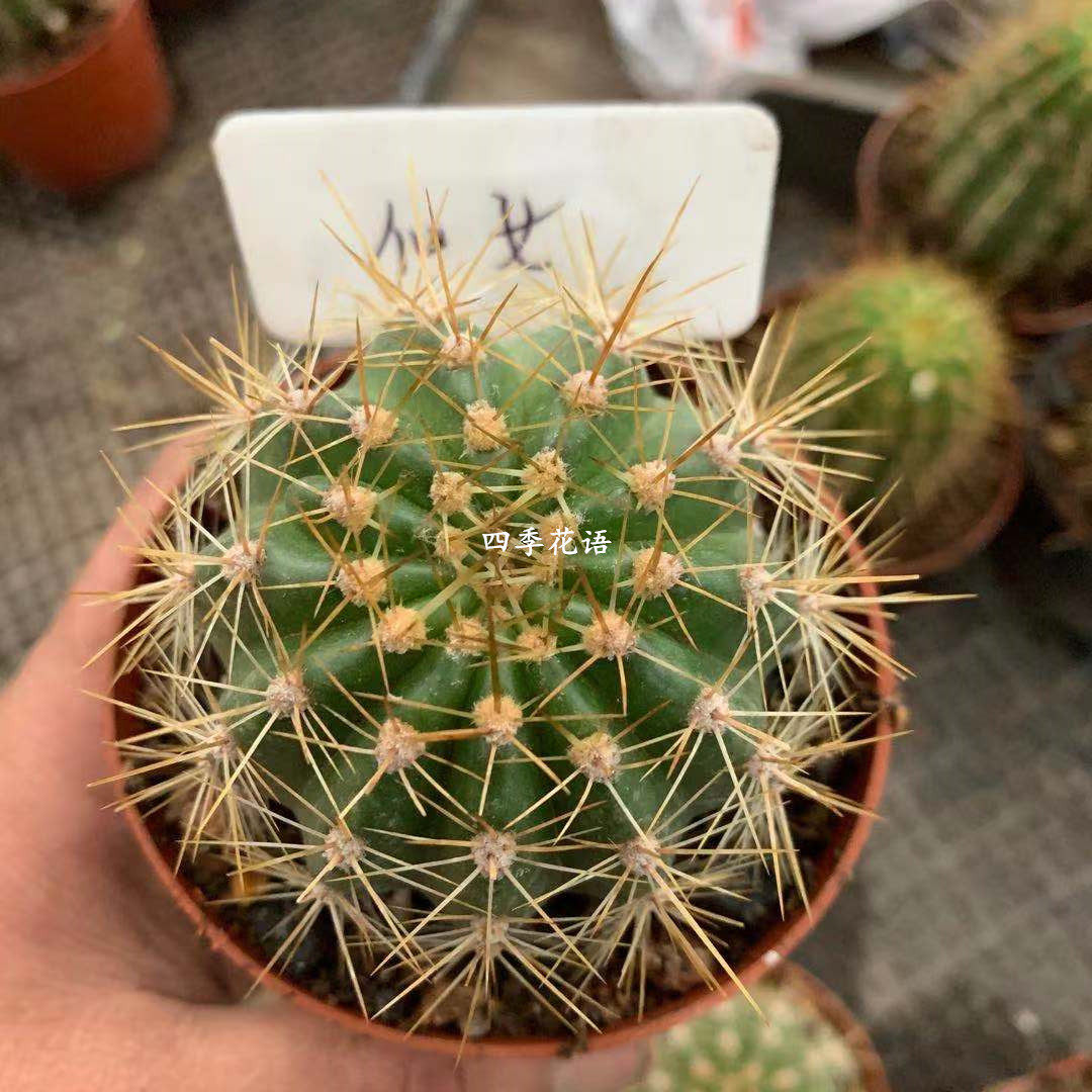 四季花语 仙女毛花柱 开大花毛花柱开花 仙人掌仙人球 仙人柱