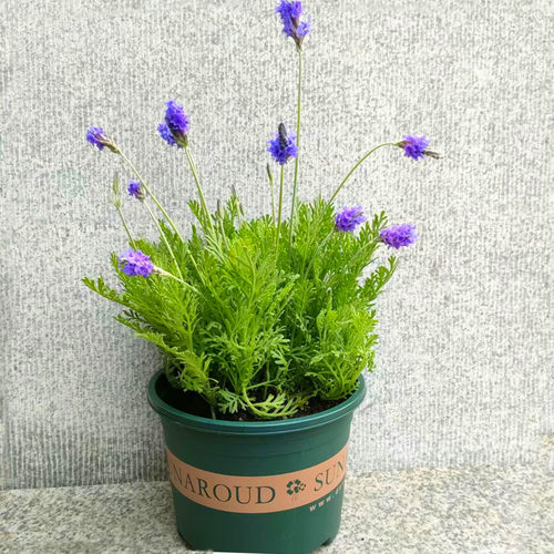 薰衣草盆栽花期长简单养护