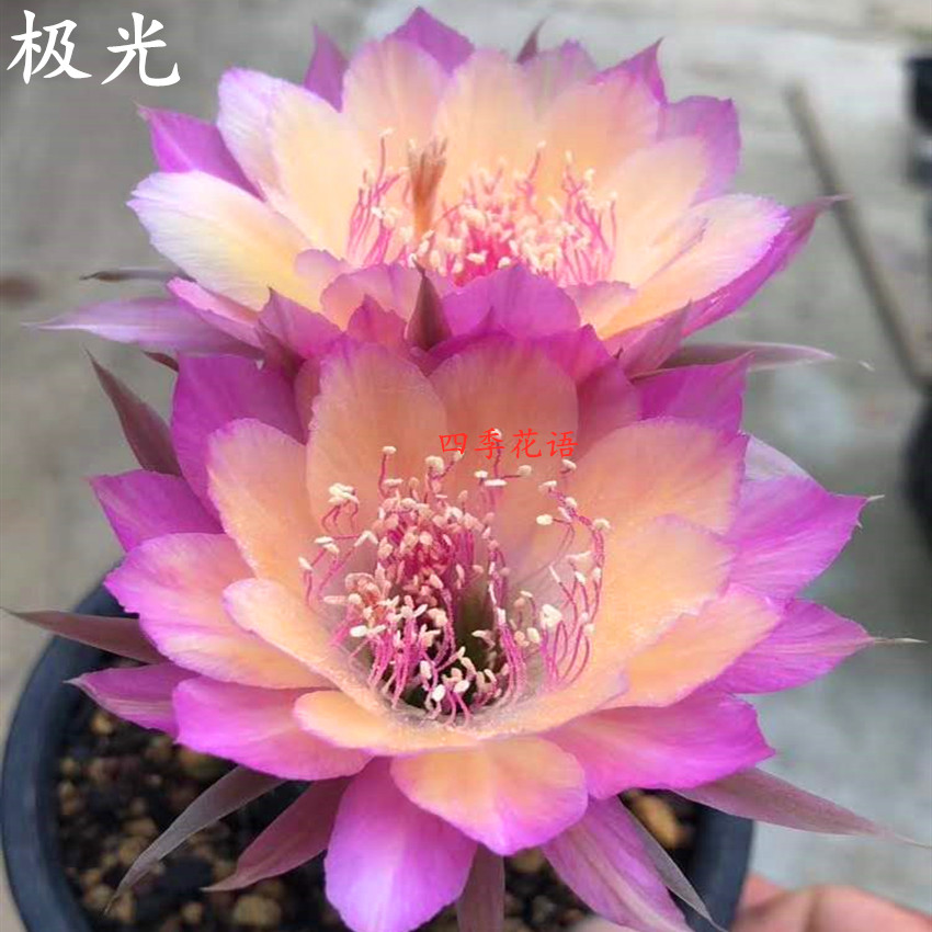 四季花语 lobivia 丽花球属 丽花极光仙人球 开大花仙人球