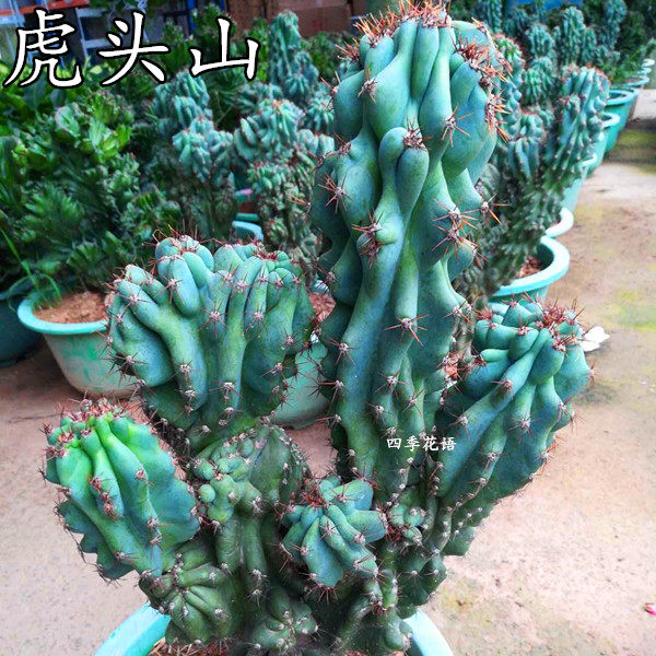 仙人山虎头罗汉山影拳沙生花卉