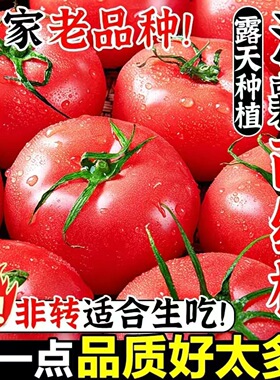 正宗沙瓤红番茄西红柿5斤新鲜水果露天自然熟老品种生吃农家自种