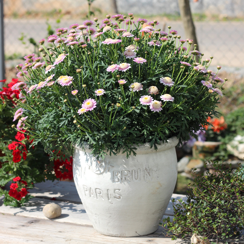 粗陶复古红陶花卉庭院阳台花盆