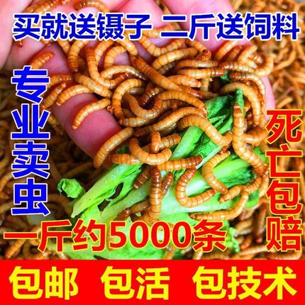 鲜活面包虫活虫子活体黄粉虫鲜活八哥芦丁喂鸡鸟食仓鼠石蛙鱼蝎子