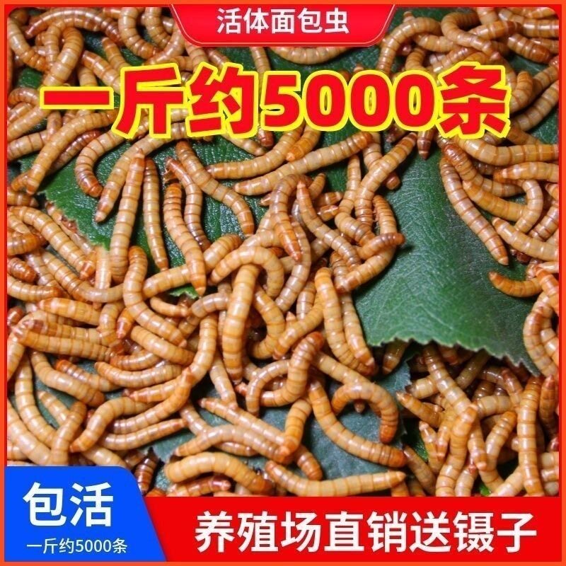 鲜活面包黄粉虫宠物零食仓鼠龙鱼