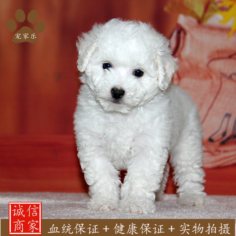 成都出售家养纯种法国卷毛比熊幼犬 茶杯犬活体宠物狗可淘宝交易