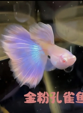 金粉世家孔雀鱼莫紫白子鱼苗热带鱼胎生鱼观赏鱼紫色系仙女系超仙