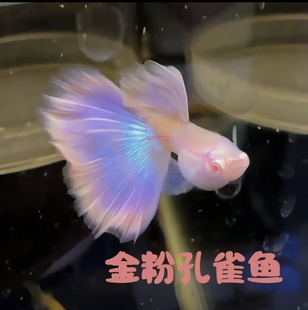 金粉世家孔雀鱼莫紫白子鱼苗热带鱼胎生鱼观赏鱼紫色系仙女系超仙