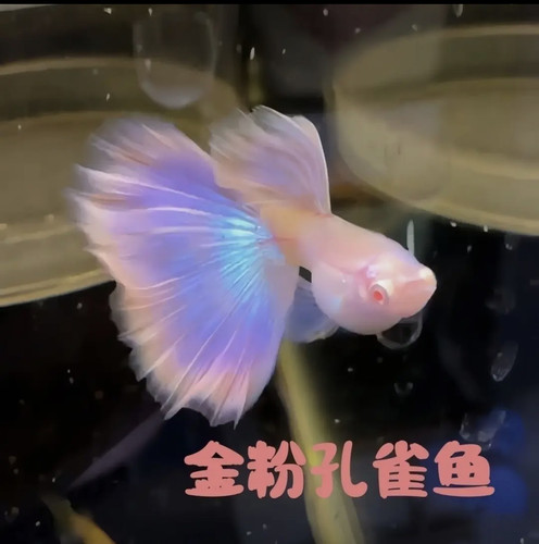 金粉世家孔雀鱼莫紫白子鱼苗热带鱼胎生鱼观赏鱼紫色系仙女系超仙