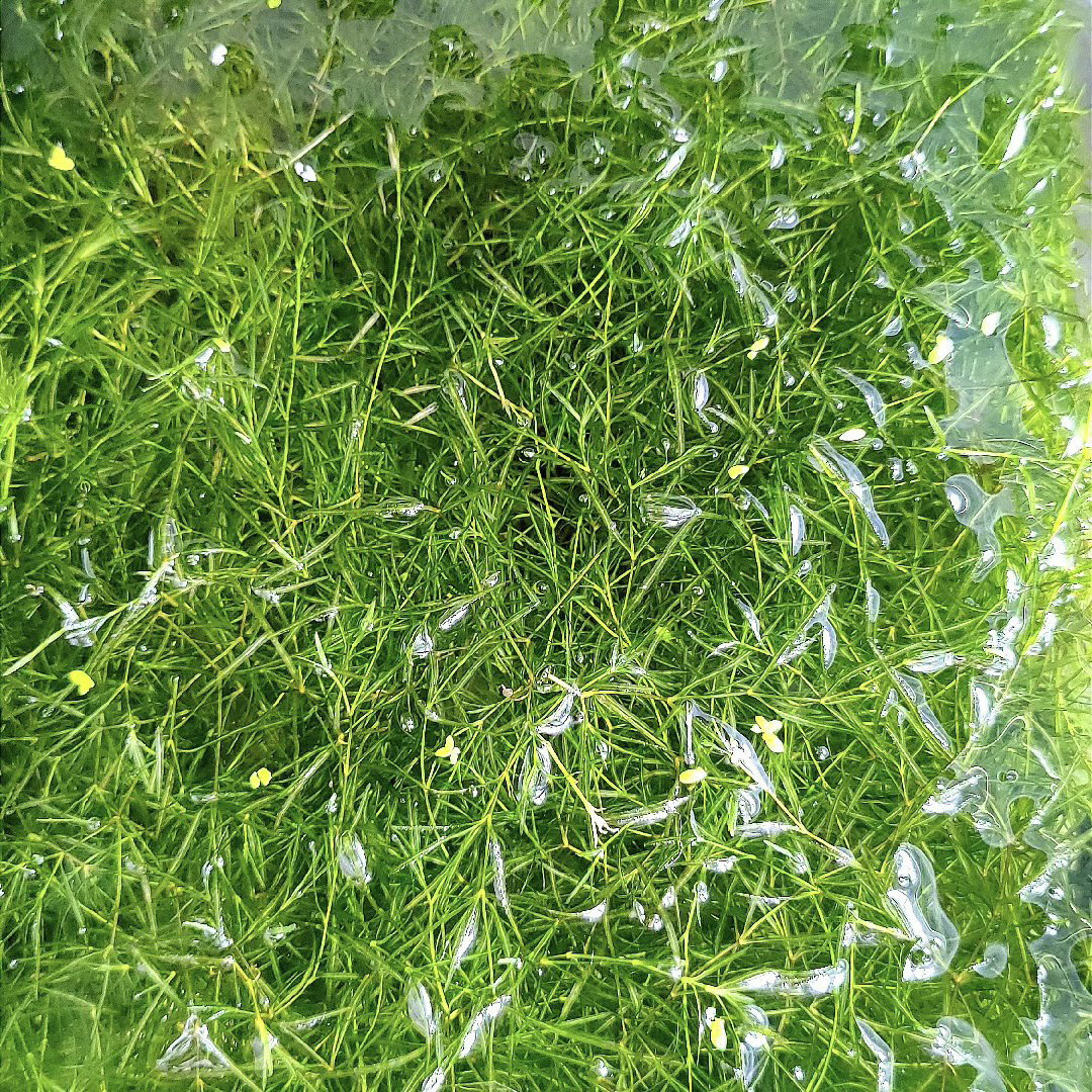 水草印度小竹节草新手好养耐活懒人阴性水草鱼缸装饰造景净化水质