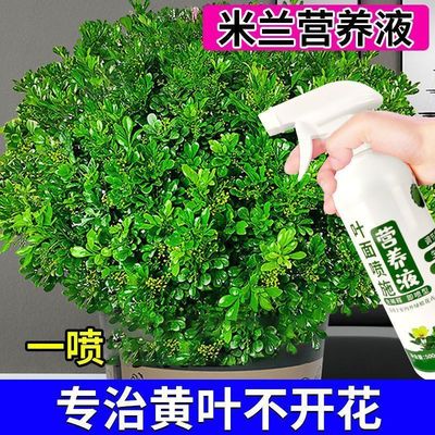 米兰花专用营养液防黄叶促开花四季米兰碎米液体肥料促生根营养液