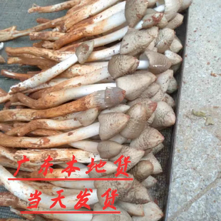 广东荔枝菌新鲜 夏至菌未开伞子弹头野生鸡枞菌味道极清鲜爽口甜