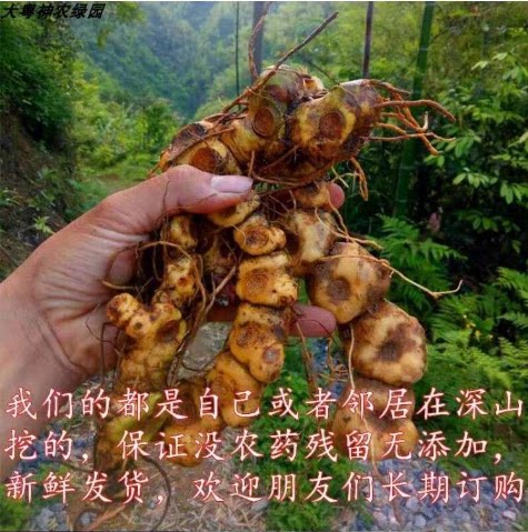 黄精中药材正品 九晒九蒸 新鲜山姜老虎姜农户现挖现发可干货