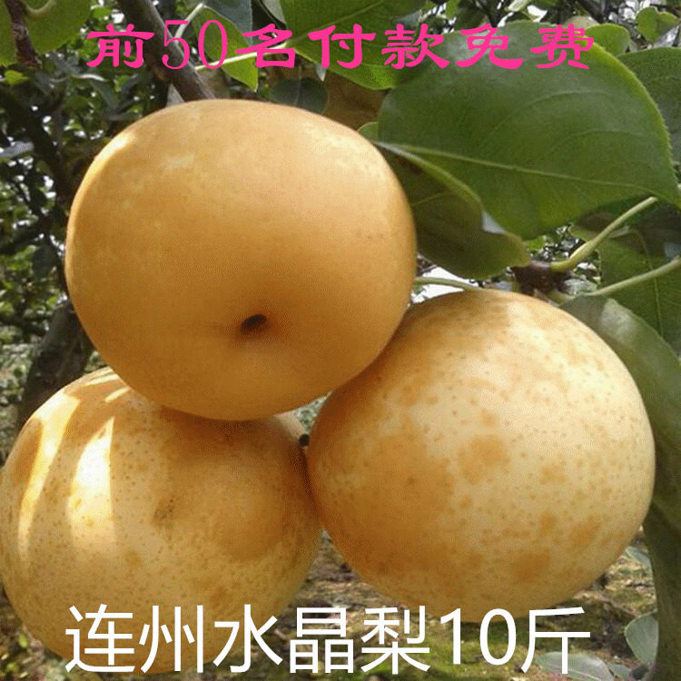 连州水晶梨高山翠冠梨特产农家新鲜现摘大果皮薄脆甜爽口无渣