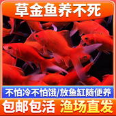 观赏鱼小草金鱼苗养不死活体鱼冷淡水小型红草金饵料鱼乌龟饲料鱼